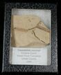 Fossil Caesalpinia Leaf & Monocot - Green River Formation #16327-3